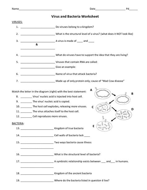 virus and bacteria worksheet answer